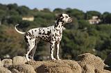 DALMATIEN 150